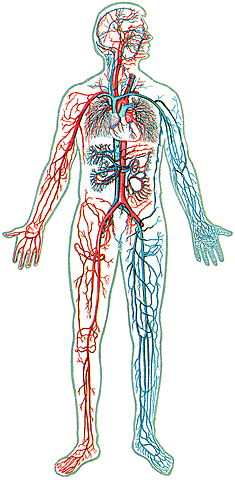La circulación de la sangre