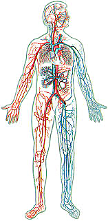 La circulación de la sangre