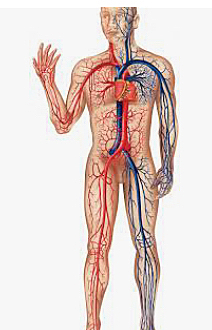 La circulación de la sangre.