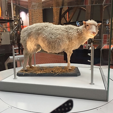 Clonación oveja Dolly