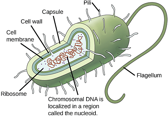 Evolution of Prokaryotic Cells