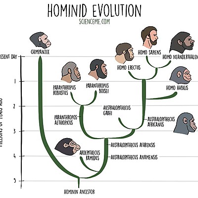 Timeline: Hominid Evolution