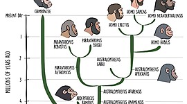 Timeline: Hominid Evolution
