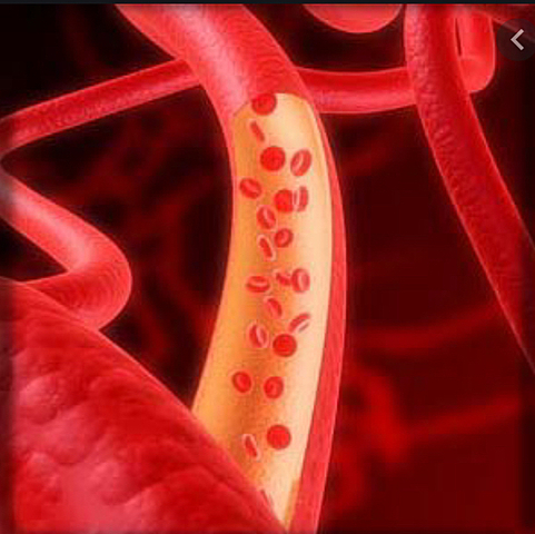 La circulación de la sangre.