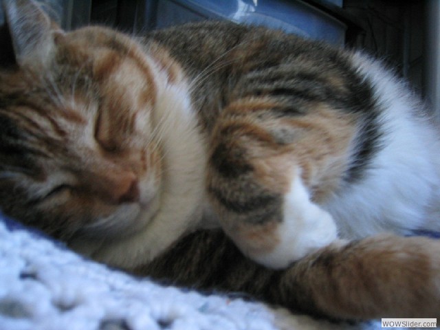 Graduated High School