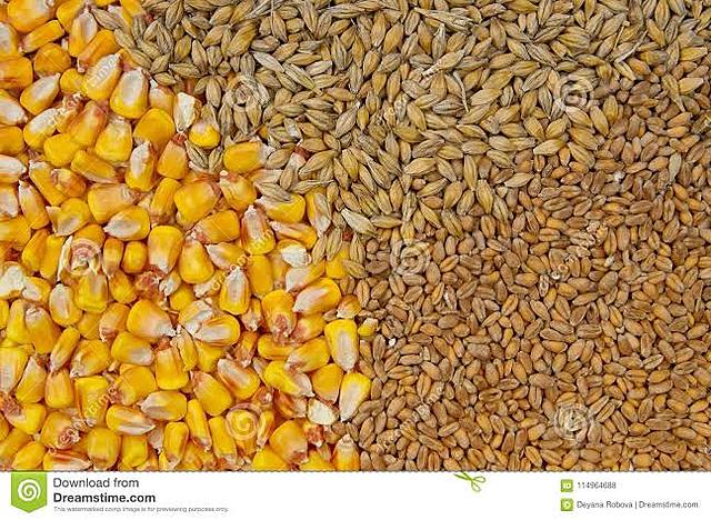 Adiós trigo, hola cebada y maíz