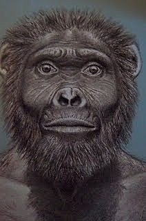 Australopithecus garhi