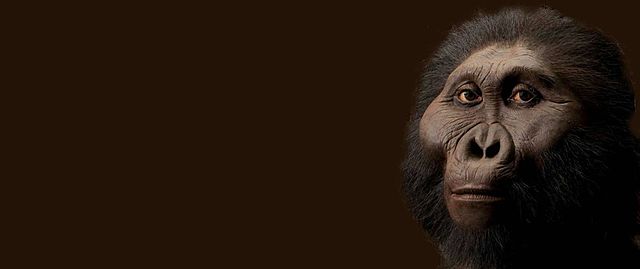 Australopithecus garhi