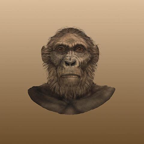Paranthropus robustus