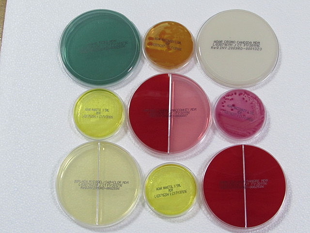 III. Era del cutlivo