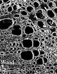 Descubrimiento de las Células