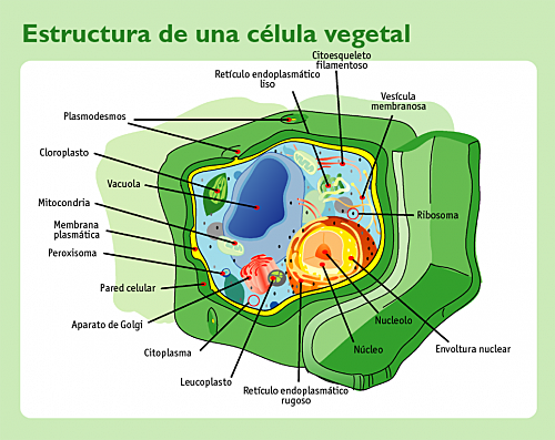 Observación de vegetales