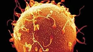 Espermatozoide y óvulo