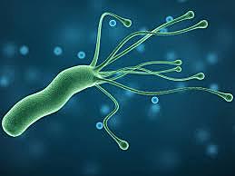 Helicobacter pylori.