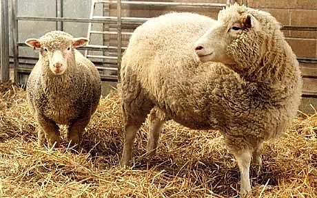 CLONACIÓN DE LA OVEJA DOLLY