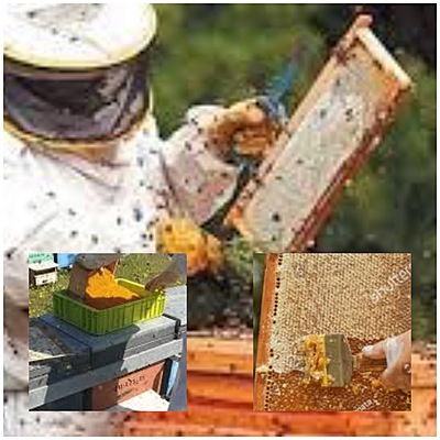 Timeline: APICULTURA