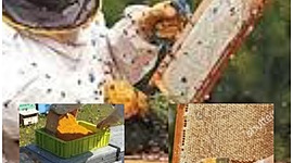 Timeline: APICULTURA