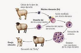 Clonación de la Oveja Dolly