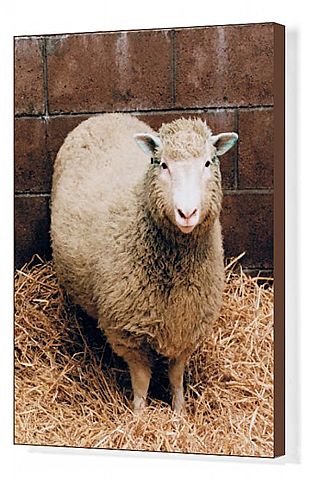 Clonación de la oveja Dolly