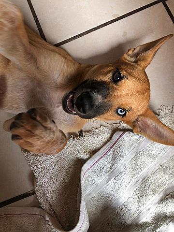 My brother and I adopted a dog, his name is Lobo