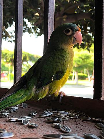 My dad and I bought a parakeet and called her Lola