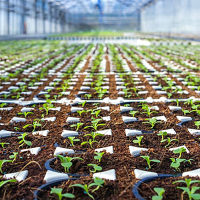 Timeline: Evolución de la propagación de plantas.