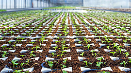 Timeline: Evolución de la propagación de plantas.