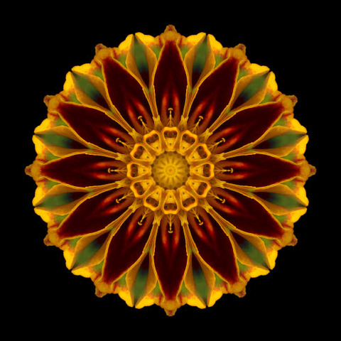 Chapter 2 - Marigold