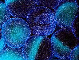 Reprogramación celular