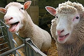 clonacion oveja dolly