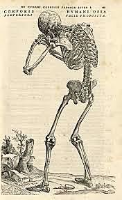 "Sobre la estructura del cuerpo humano" Andrés Vesalio (publicación)