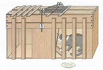 Edward Thorndike (1874-1949)