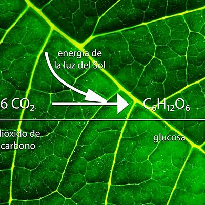 Timeline: aportes a la fotosistesis