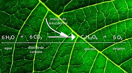 Timeline: aportes a la fotosistesis