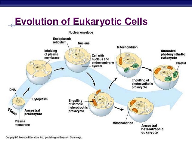 Evolution of Eukaryotic cells