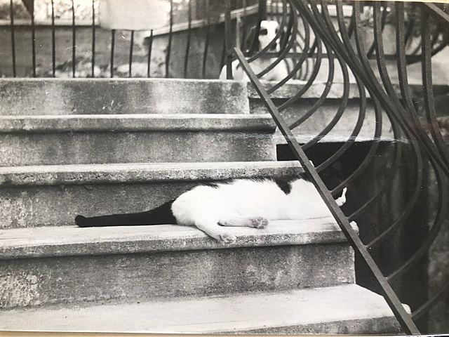 Yves et les chats (2)