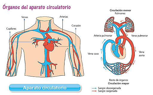 SISTEMA CIRCULATORIO//SEMANA 4