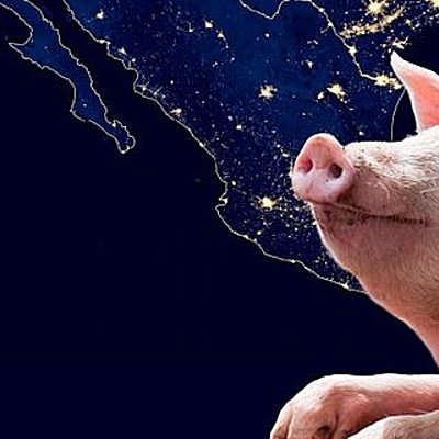 Timeline: Origen y Evolucion Del Cerdo