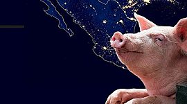 Timeline: Origen y Evolucion Del Cerdo