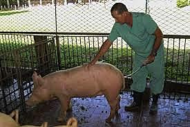 Inseminación Artificial