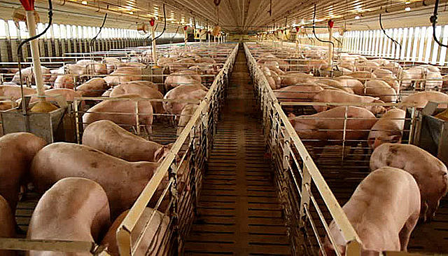 Inicia la porcicultura industrializada