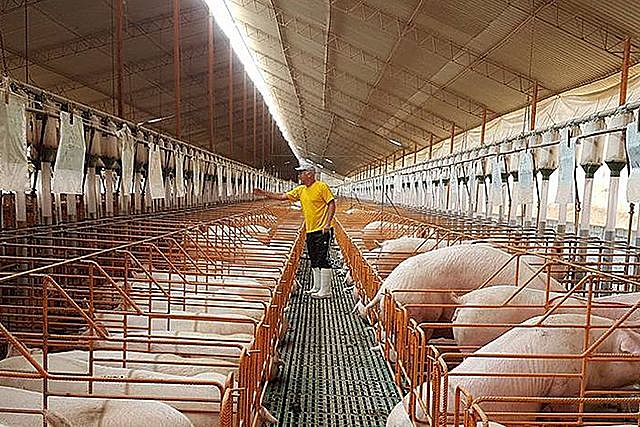 Actualmente la porcicultura