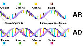 Timeline: ADN Y ARN