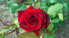 Timeline: Rosa's Timeline