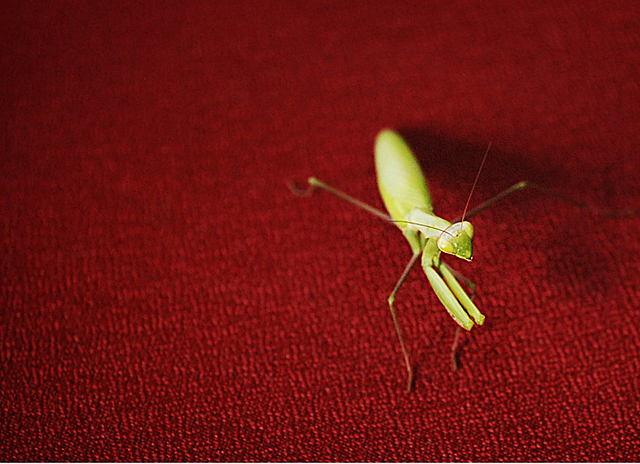 Furious 5 escape the Jade Palace and try to fight Tai Lung