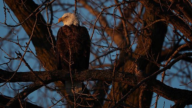 Bald eagle comes back from the brink