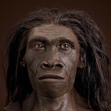 Homo Erectus