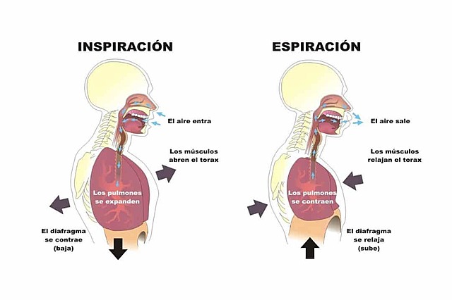 La respiración