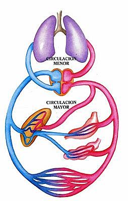 semana 3 circulación