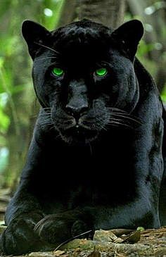 El jaguar negro